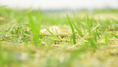 Close-up of crop in field