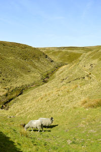 Two sheep grasing on the hills of the derbyshire countryside