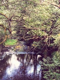 Tree growing by river in forest