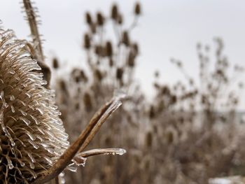 Close-up of frozen plant on field