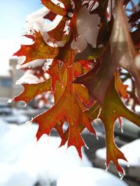 Close-up of maple leaves on tree
