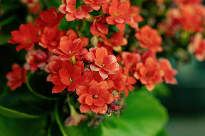 Close-up of pink flowering plant