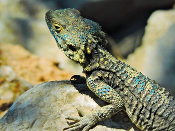 Close-up of lizard on rock