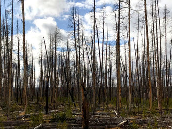 Bare trees in forest against sky