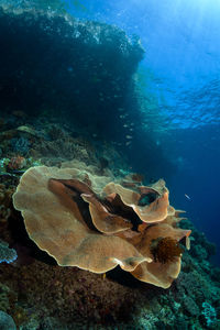 Fish swimming in sea