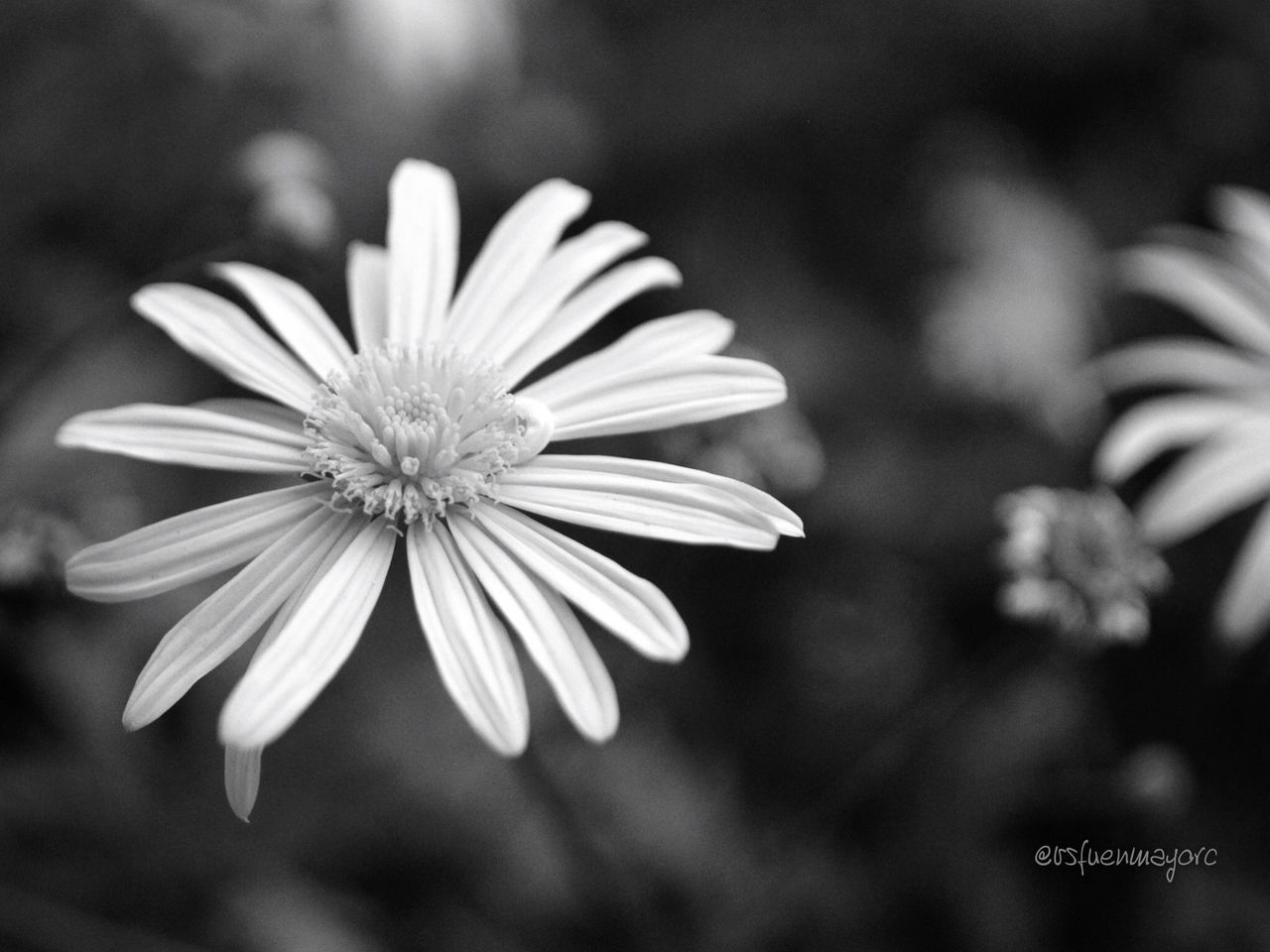 flower, petal, freshness, fragility, flower head, growth, beauty in nature, focus on foreground, close-up, blooming, nature, pollen, single flower, in bloom, selective focus, plant, white color, daisy, blossom, stem