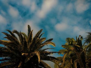 Low angle view of palm trees against sky