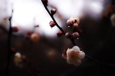 Close-up of flowers against blurred background