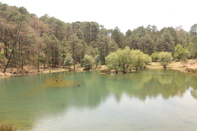 Reflection of trees in water