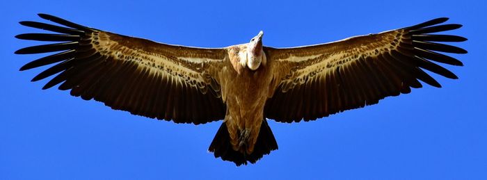 Low angle view of eagle flying against clear blue sky