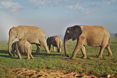 View of elephant on field against sky