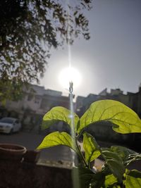 Close-up of plants against clear sky
