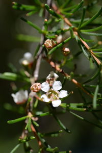 Close-up of flowering plant