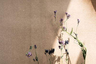 Close-up of flowering plant against wall