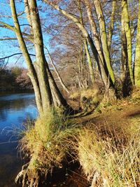 Scenic view of lake in forest