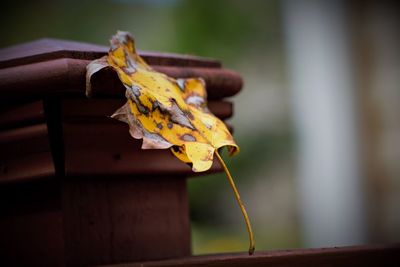 Close-up of autumn leaf