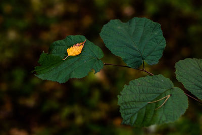 Close-up of leaf