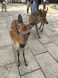 Deer standing on footpath