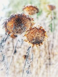 Close-up of dried plant