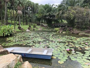 View of lotus water lily in pond