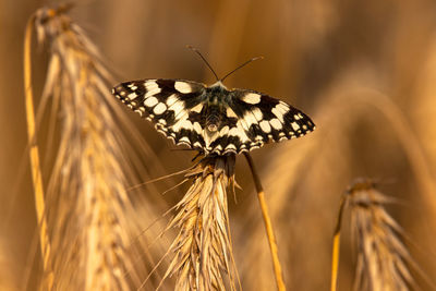 Close-up of butterfly on plant