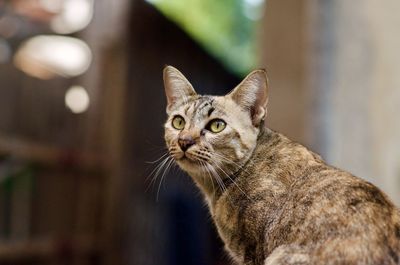 Close-up portrait of a cat