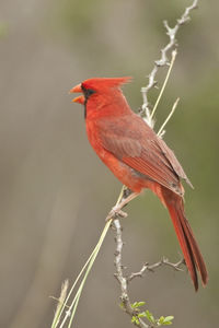 Close-up of bird perching on branch