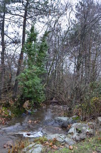 Stream flowing in forest