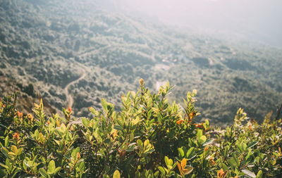 Plants growing on land against mountains