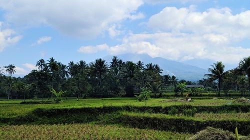 Scenic view of trees on field against sky