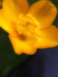 Close-up of yellow flower