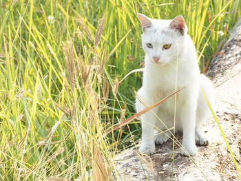 Portrait of a cat on field