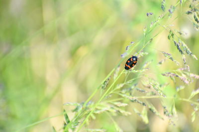 Close-up of ladybug on plant