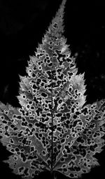 Close-up of plant against black background