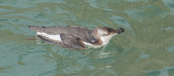 High angle view of razorbill swimming in water