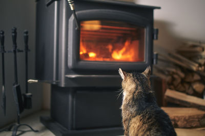 Rear view of domestic cat looking at burning wood in stove at home.