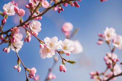 Close-up of cherry blossom