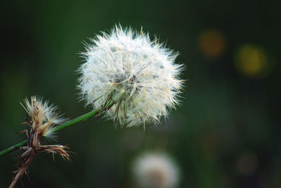 Close-up of dandelion against blurred background