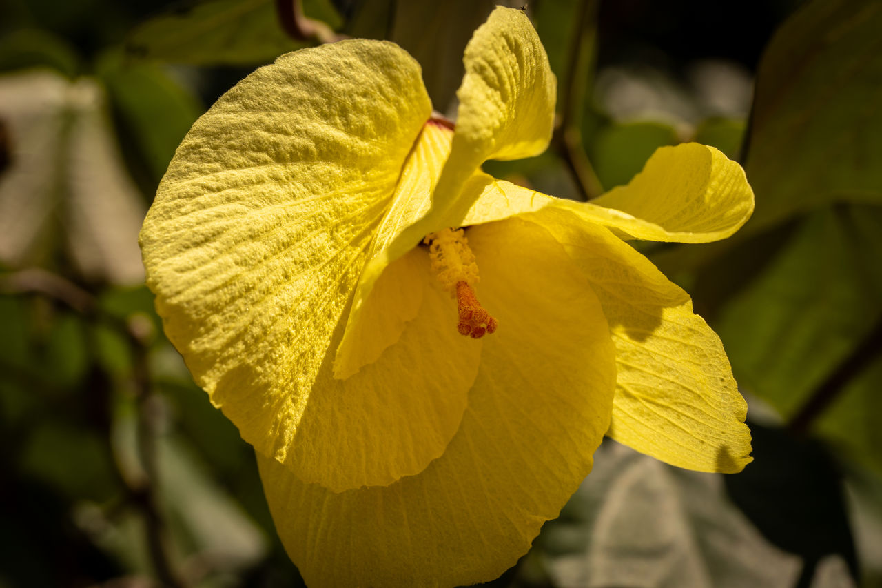 yellow, flower, plant, flowering plant, macro photography, close-up, beauty in nature, petal, nature, freshness, fragility, flower head, leaf, inflorescence, growth, focus on foreground, plant part, no people, outdoors, day, wildflower, springtime