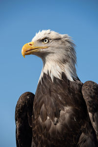 Close-up of eagle against clear sky