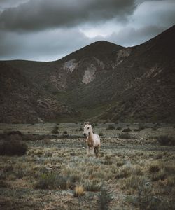 View of a horse on landscape