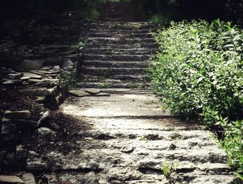 Plants growing outdoors