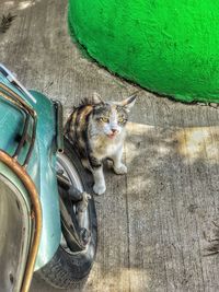 High angle portrait of cat