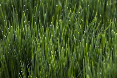 Full frame shot of wet grass on field