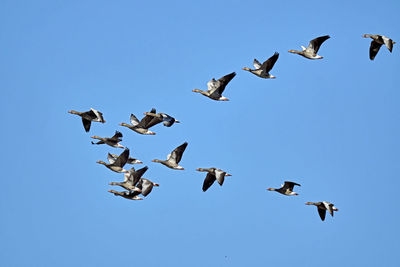 Low angle view of birds flying