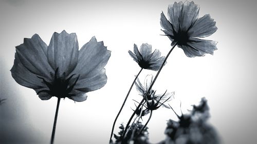 Close-up of flowering plant against sky