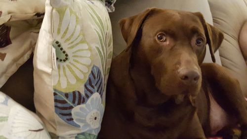 Close-up of dog at home