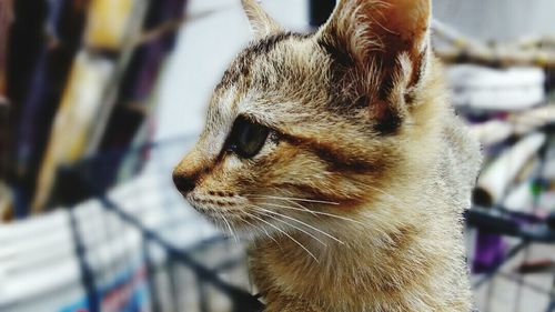 Close-up of a cat