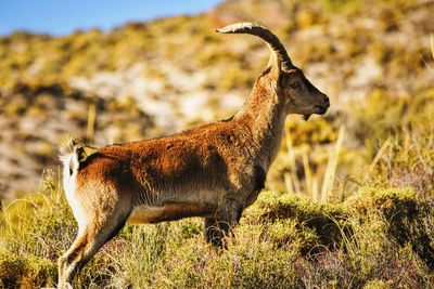 Side view of ibex on hill