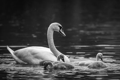 Swans swimming in lake